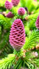 Vertical photo of a young bright pink fir cone close-up against fir needles and other cones. Ideal for botanical, nature, forest, and plant themes.