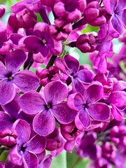 Vertical photo of lilac flowers close-up. Delicate petals and vibrant purple hues in detail. Ideal for floral, botanical, nature, spring, and garden themes.