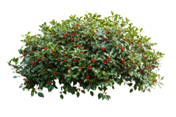 Stunning Holly Bush with Vibrant Berries