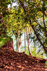 Paisaje en el Puerto de la Cruz, Tenerife.