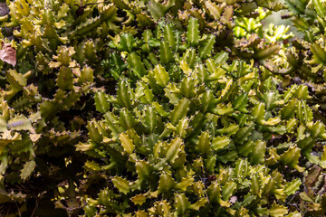 Arbusto con ramas verdes grandes.