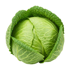 Raw Savoy Cabbage, Natural Colors, Isolated for Culinary Use
