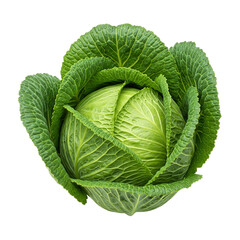 Fototapeta premium Fresh Savoy Cabbage Head, Isolated on White Background