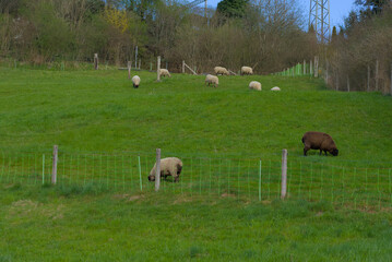 Obraz premium Indulge in pastoral serenity—sheep grazing peacefully on a lush green pasture, capturing the essence of countryside charm and idyllic simplicity.