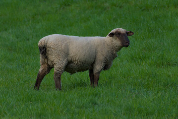 Indulge in pastoral serenity—sheep grazing peacefully on a lush green pasture, capturing the essence of countryside charm and idyllic simplicity.
