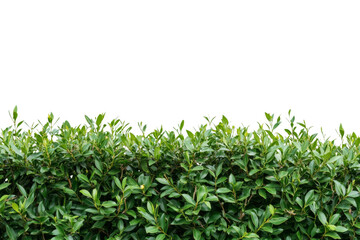 Obraz premium Close-up of Lush Green Hedging