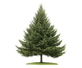 Pine Fir Tree – Isolated on Transparent Background