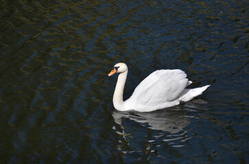 Naklejka premium Wild white swan (Cygnus Olor) gracefully floats on the lake with dark water in sunny day .Wild swan's wildlife. Free copy space.