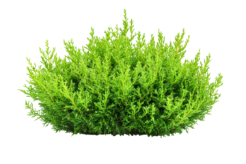 Vibrant Green Bush, Lush Foliage