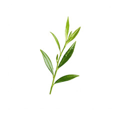 Fototapeta premium A fresh green olive branch isolated on a white background, symbolizing peace and harmony. Ideal for use in nature-themed projects or culinary presentations.