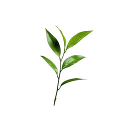 Fototapeta premium A green tea leaf branch featuring vibrant leaves, perfect for design projects, health topics, or culinary uses. Isolated on a white background for easy integration.