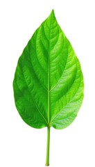 Fototapeta premium Delicate green leaf isolated on white background, isolated leaf, botanicals, foliage