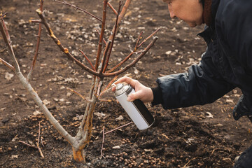 Woman applying liquid pruning seal from a spray can to a tree damaged by rabbits. The treatment...