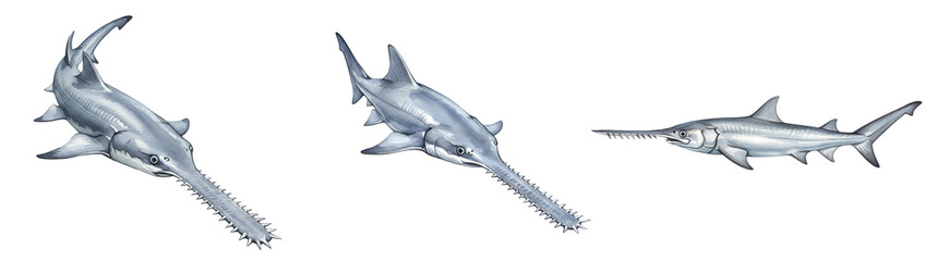 Fototapeta premium Watercolor three sawfish swimming in a row with their saw like noses visible against a plain space showing detail on transparent background