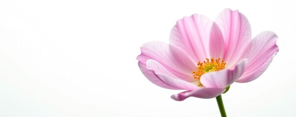 Obraz premium Delicate flower with intricate petals isolated on white background, plant, flowers