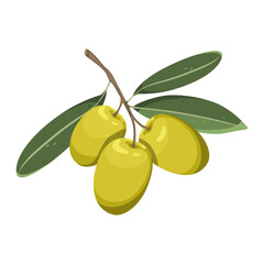 Olives. Branch of green olives with leaves. Vector illustration isolated on white background.