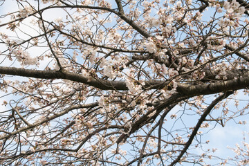 満開の桜