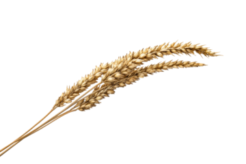 Golden Wheat Ear - A Symbol of Harvest and Abundance