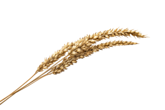 Golden Wheat Ear - A Symbol of Harvest and Abundance