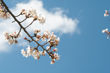 満開の桜