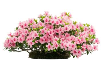 Pink Azalea Bonsai - A Springtime Delight
