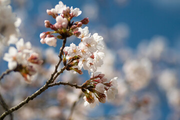 満開の桜