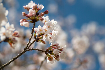 満開の桜