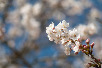 満開の桜