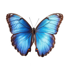 Obraz premium A stunning blue butterfly showcasing vibrant colors and intricate details, perched gracefully against a white isolated background, perfect for nature and beauty themes.