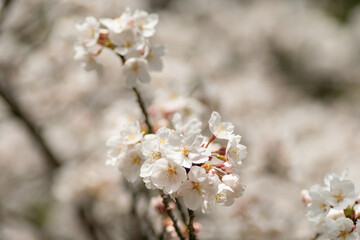 満開の桜