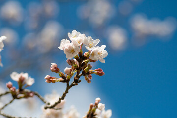 満開の桜