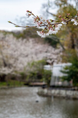 鎌倉2503　鶴岡八幡宮34　桜