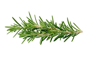 Fototapeta premium Fresh Rosemary Sprig - Aromatic Herb