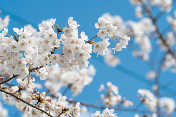 満開の桜