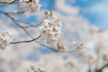 満開の桜
