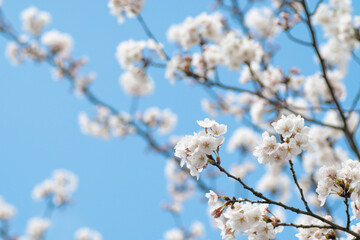 満開の桜