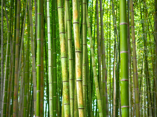 Obraz premium Dense bamboo forest. Evergreens close-up. Thin bamboo stems. Traditional asian forest. Thicket of park with bamboo plants. Sagano forest. Arashiyama area in Japan. Flora, nature, environment