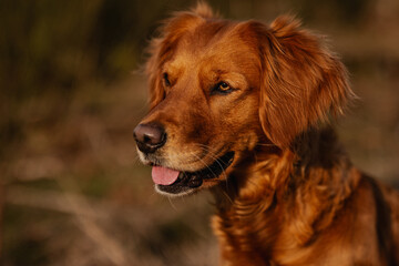 Portrait eines Field Trial Golden Retriever im goldenen Abendlicht 