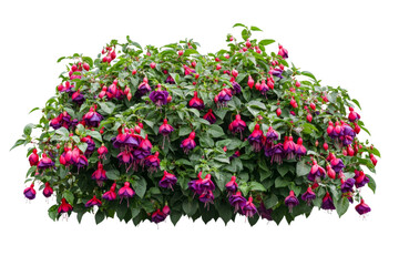 Stunning Fuchsia Flowers in Vibrant Colors