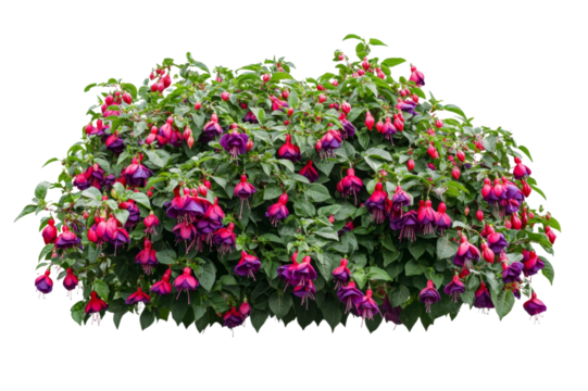 Stunning Fuchsia Flowers in Vibrant Colors