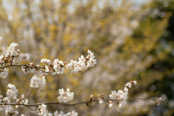 満開の桜