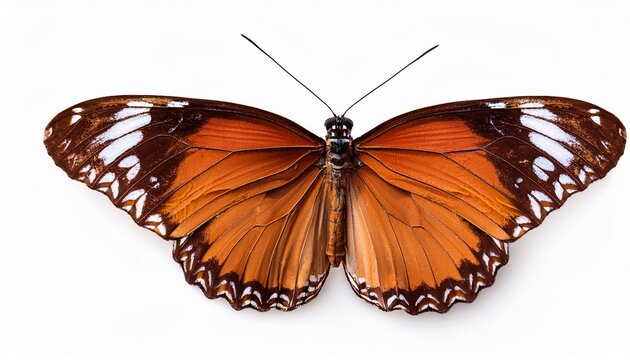 butterfly isolated on white background junonia rhadama