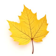 Fototapeta premium Yellow maple leaf autumn foliage fall season leaves on white background art