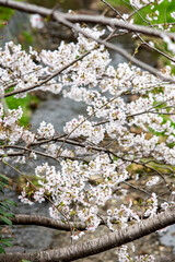 鎌倉2503　報国寺2　桜
