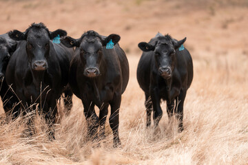 growing beef cows and cattle grazing on sustainable managed grasses on a farm. sustainable beef...