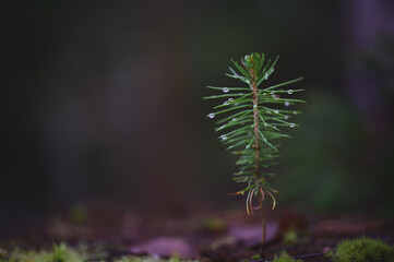 A very small pine tree