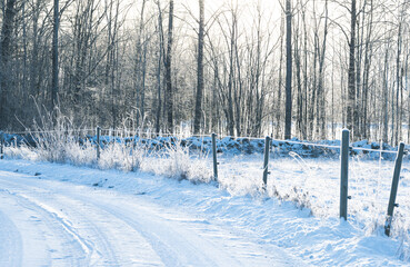 winter in the forest