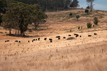 growing beef cows and cattle grazing on sustainable managed grasses on a farm. sustainable beef...