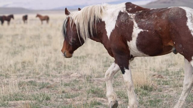Wild horse paint walking in slow motion in the Utah desert with bite mark on its face.