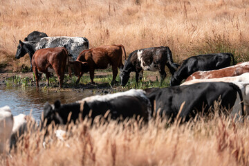 beef cows and cattle grazing on sustainable managed grasses on a farm holding microorganisms...